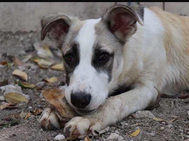 Adotta un cane, taglia media, femmina, Sud