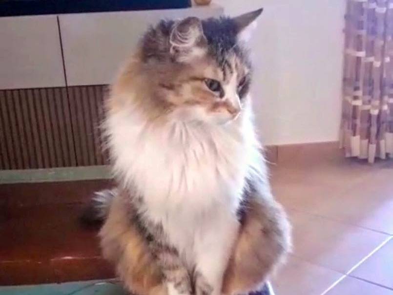Foto dell'animale