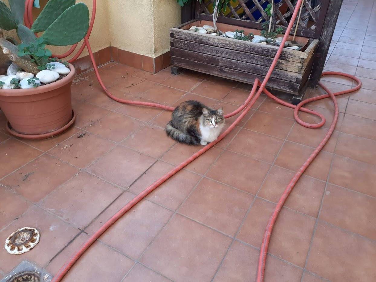Adotta un gatto, femmina, 6 anni  e 9 mesi , Palermo