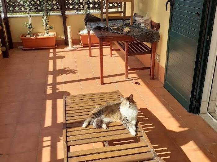 Adotta un gatto, taglia non valida, femmina, Palermo