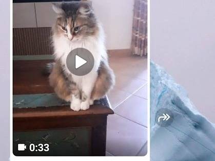 Vuoi adottare un gatto a Palermo?
