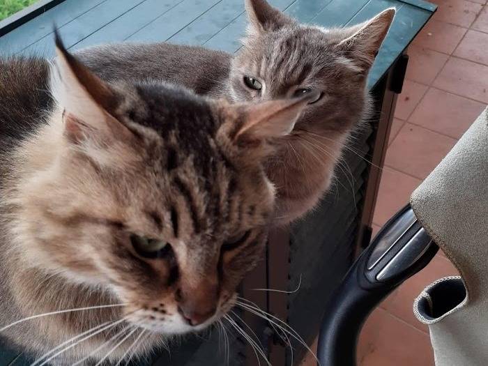 Adotta il gatto DAISY a Palermo