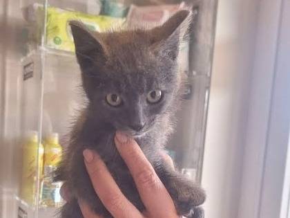 Adotta un gatto, maschio, 1 mesi, Latina