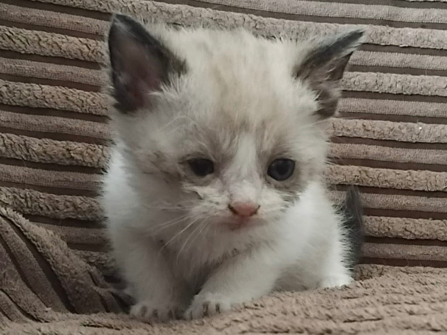 Vuoi adottare un gatto a Milano?