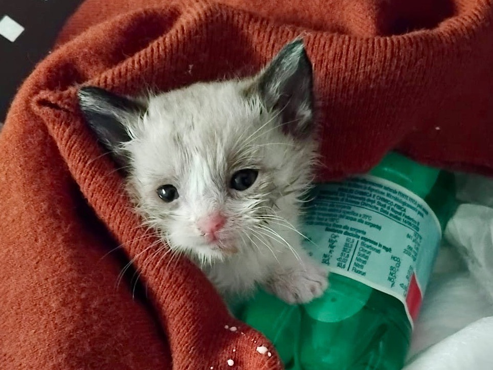 Adotta il gatto Mila a Milano