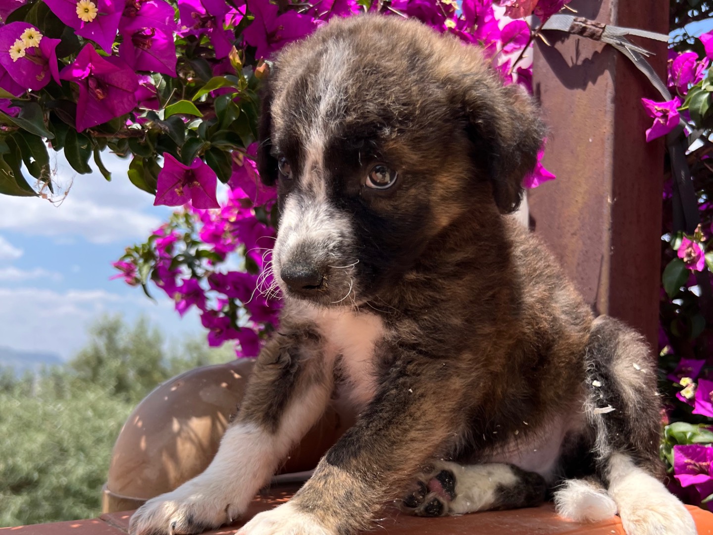 Foto dell'animale