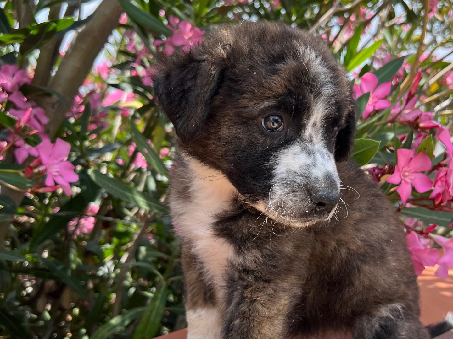 Adotta un cane, maschio, 1 mesi, Milano