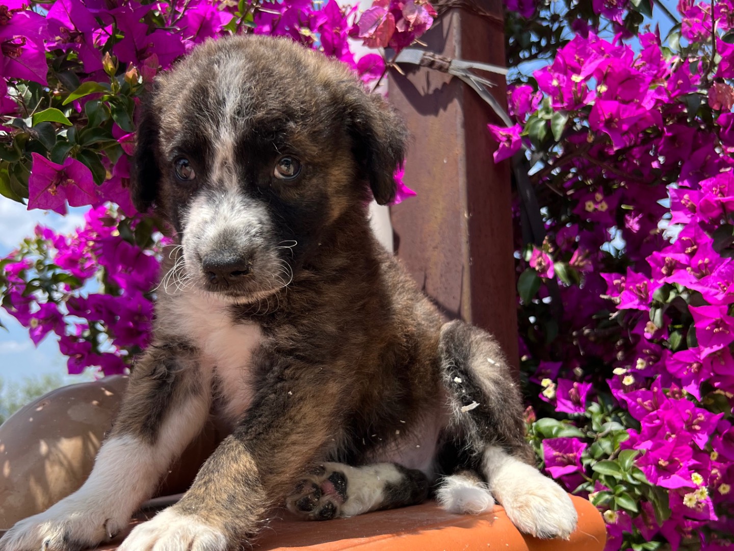 Adotta un cane, taglia media, maschio, Milano