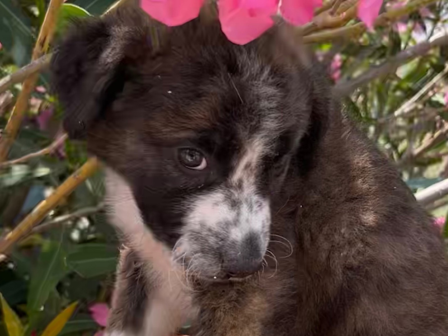 Vuoi adottare un cane a Milano?