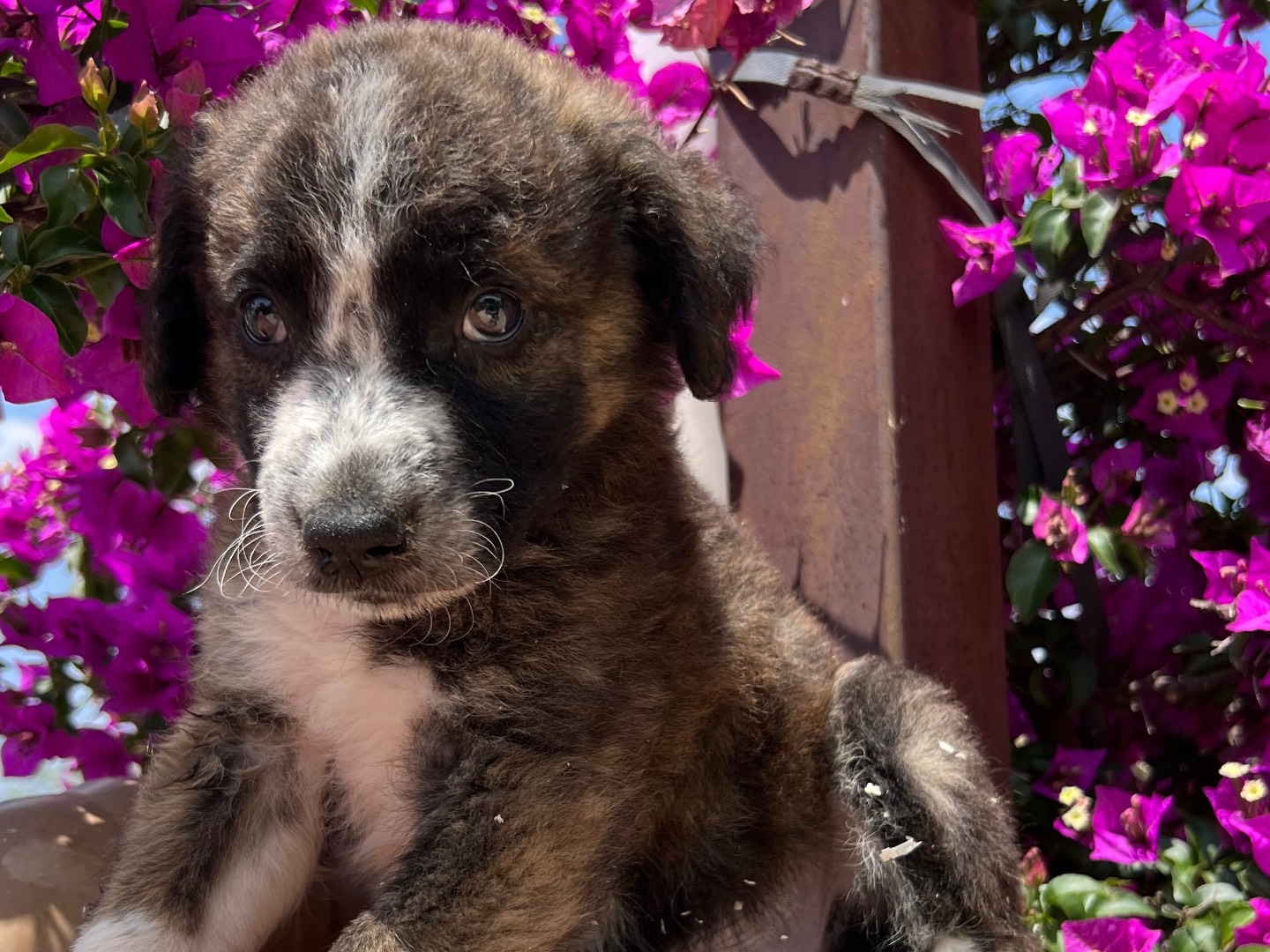 Adotta il cane PHIL a Milano