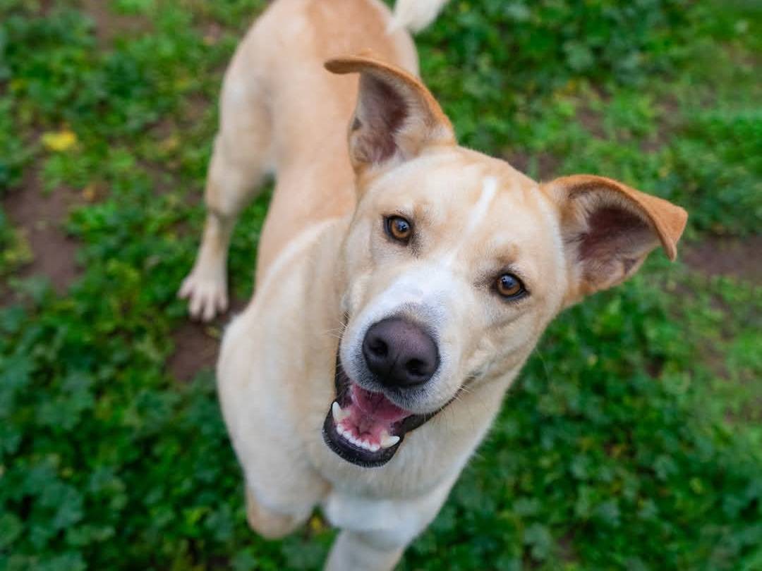 Adotta un cane, taglia media, maschio, Bari