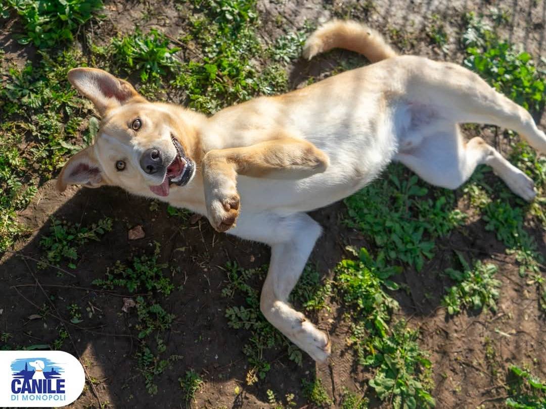 Vuoi adottare un cane a Bari?