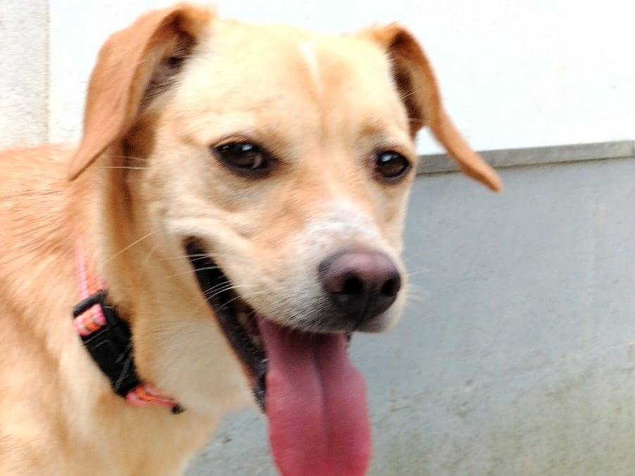 Adotta un cane, taglia piccola, femmina, Parma