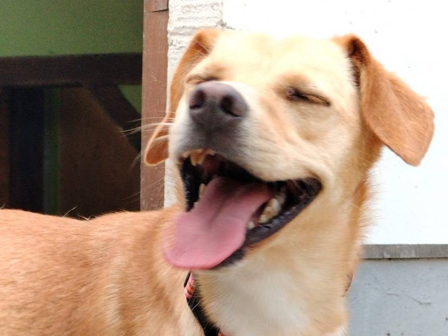 Vuoi adottare un cane a Parma?