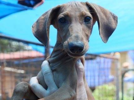 Foto dell'animale