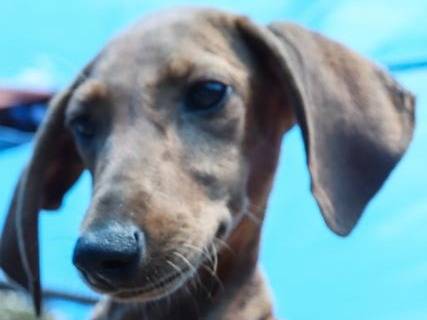 Adotta un cane, femmina, 4 mesi, Pavia