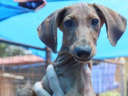 Adotta un cane, taglia piccola, femmina, Pavia