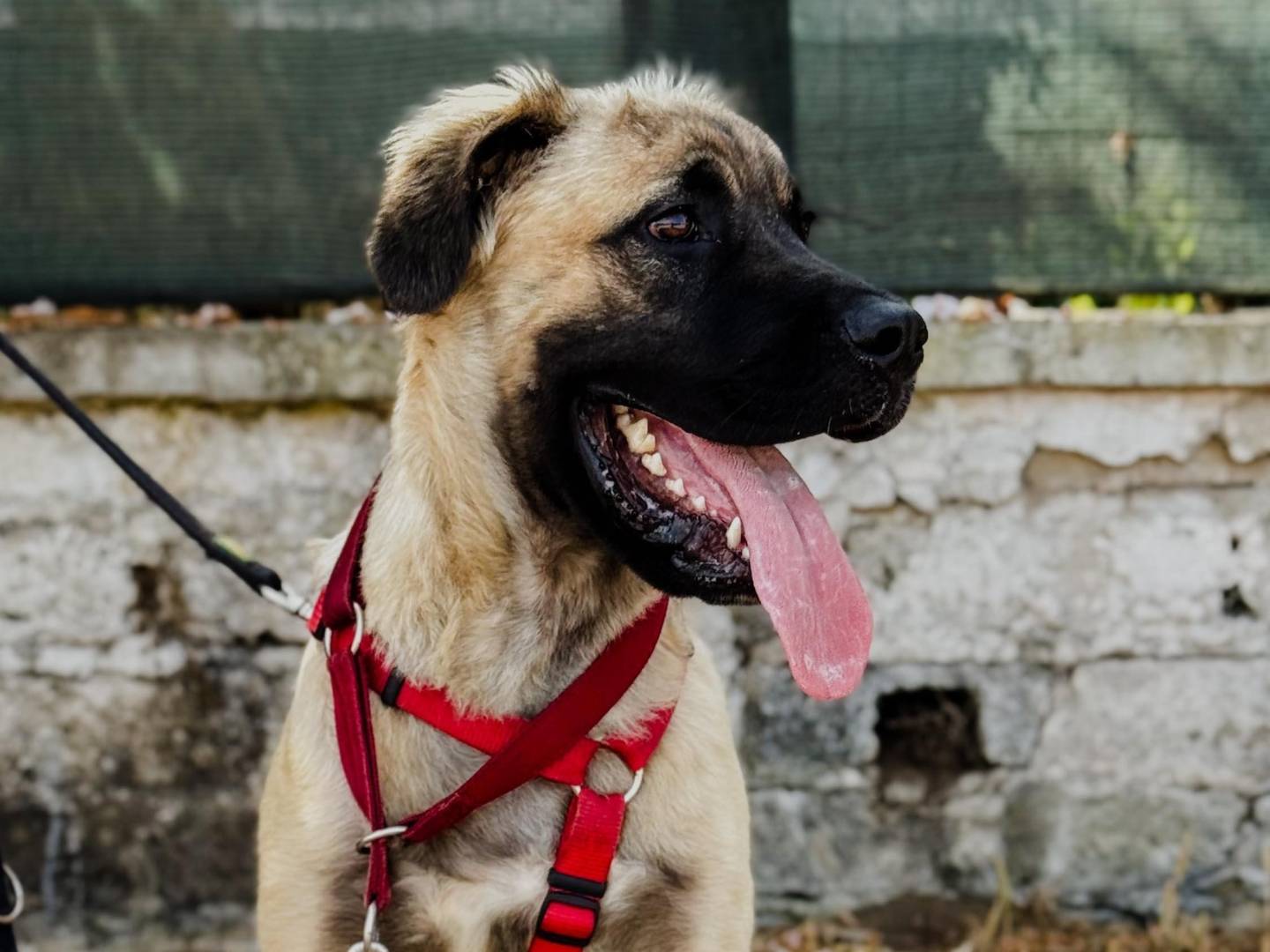 Adotta un cane, taglia gigante, maschio, Caserta