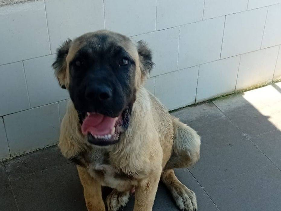 Adotta il cane BEETHOVEN a Caserta