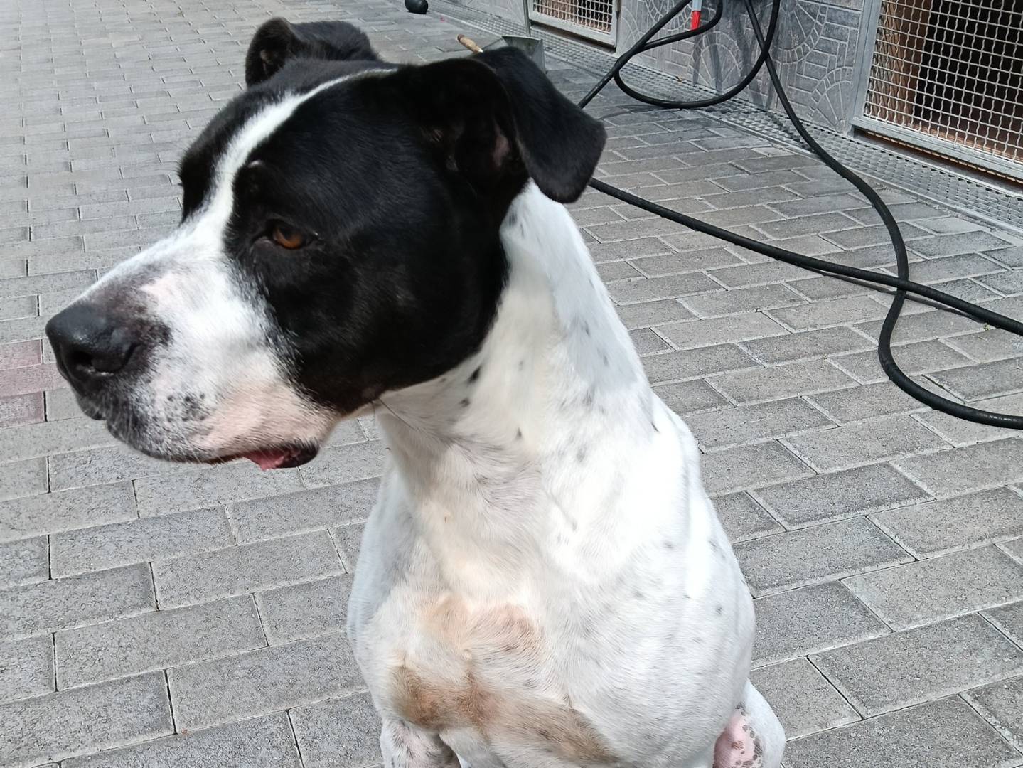 Vuoi adottare un cane a Milano?