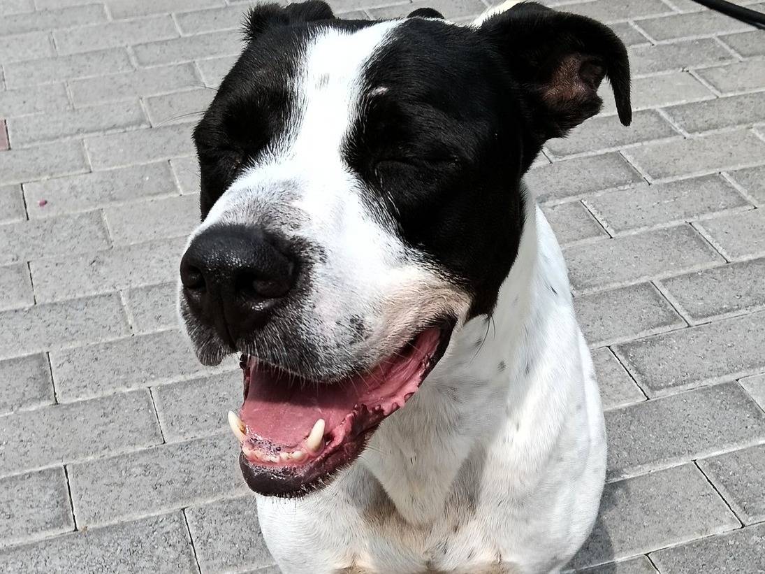 Adotta un cane, maschio, 4 anni  e 5 mesi , Milano
