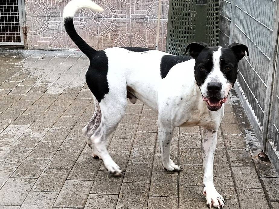 Adotta un cane, taglia media, maschio, Milano