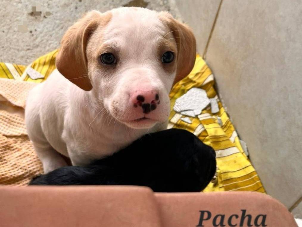 Adotta un cane, maschio, 1 mesi, Caserta
