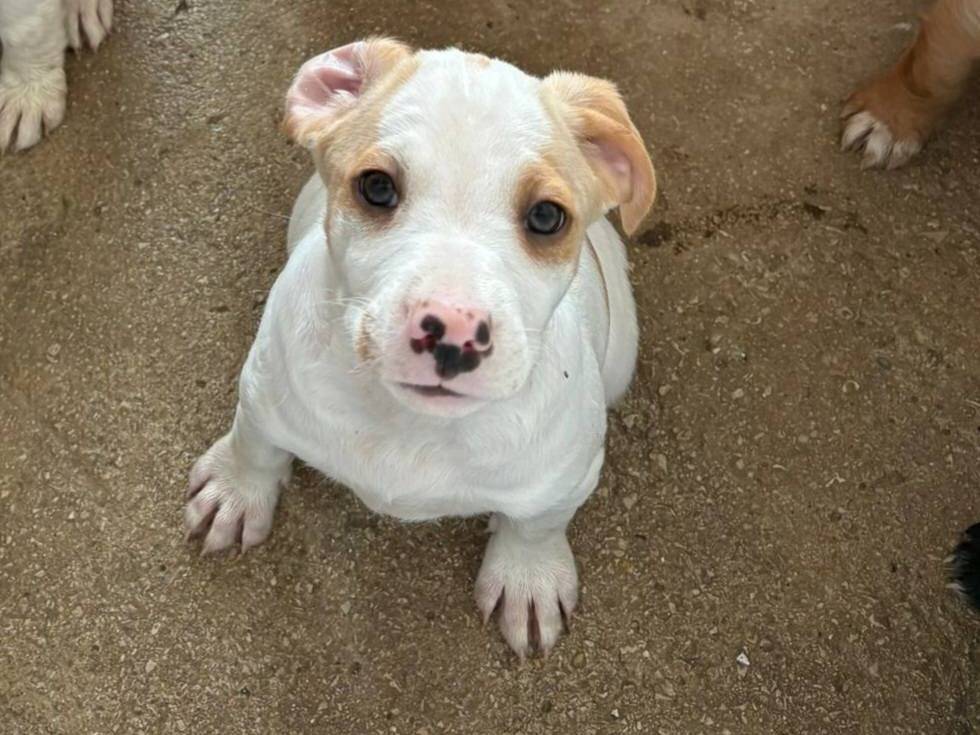 Adotta un cane, taglia piccola, maschio, Caserta