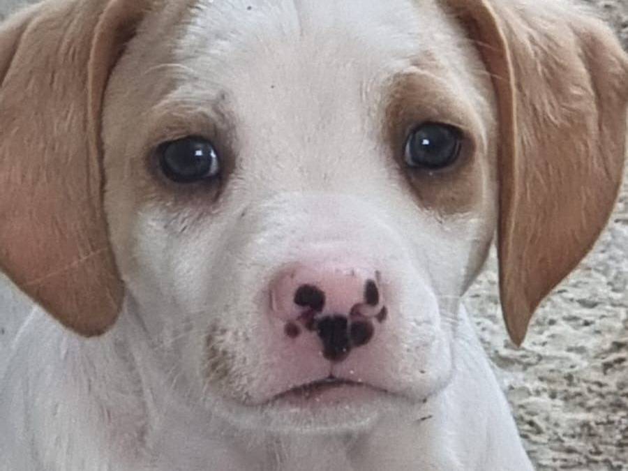 Vuoi adottare un cane a Caserta?