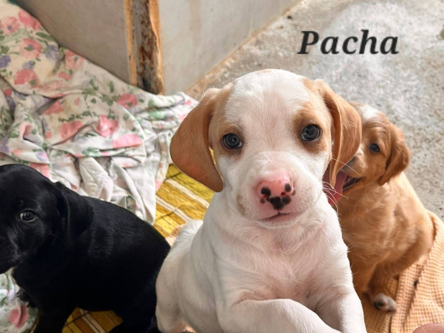 Adotta il cane Pacha a Caserta