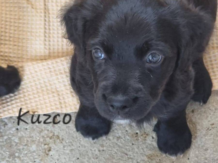 Adotta un cane, maschio, 2 mesi, Caserta