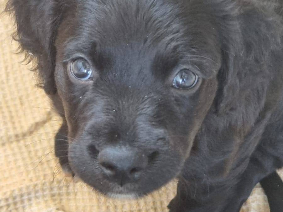 Adotta un cane, taglia piccola, maschio, Caserta