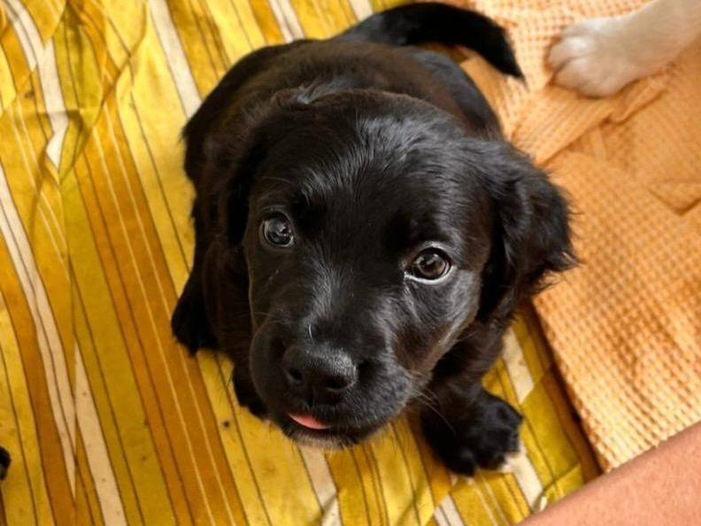 Vuoi adottare un cane a Caserta?