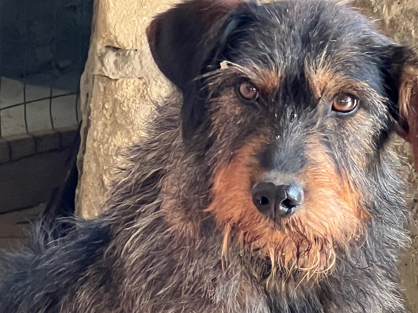 Adotta un cane, taglia media contenuta, maschio, Agrigento