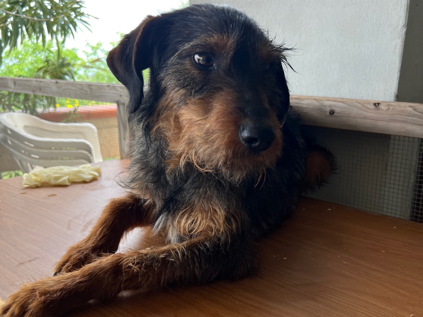 Vuoi adottare un cane a Agrigento?