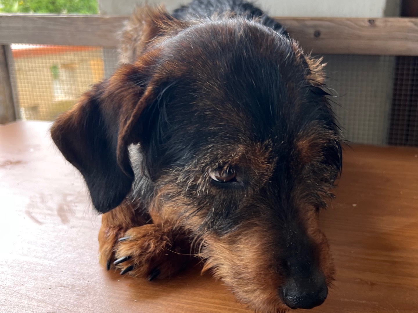 Adotta il cane Romeo a Agrigento