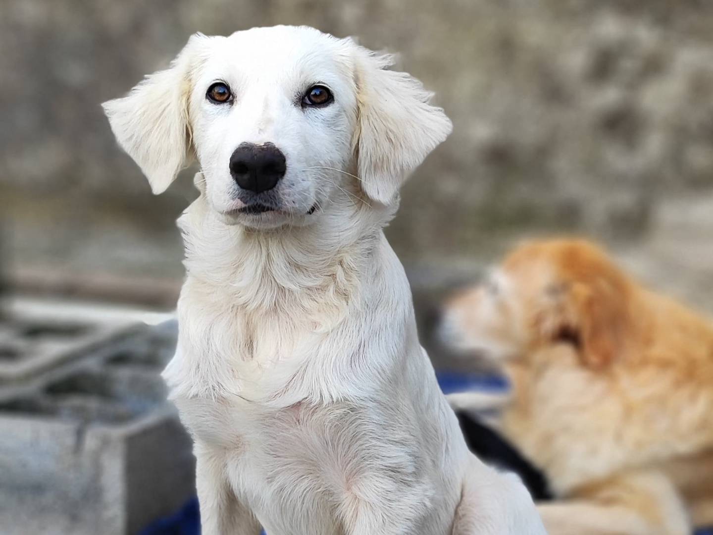 Foto dell'animale