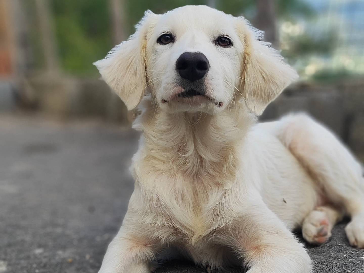 Adotta un cane, taglia media, femmina, Como