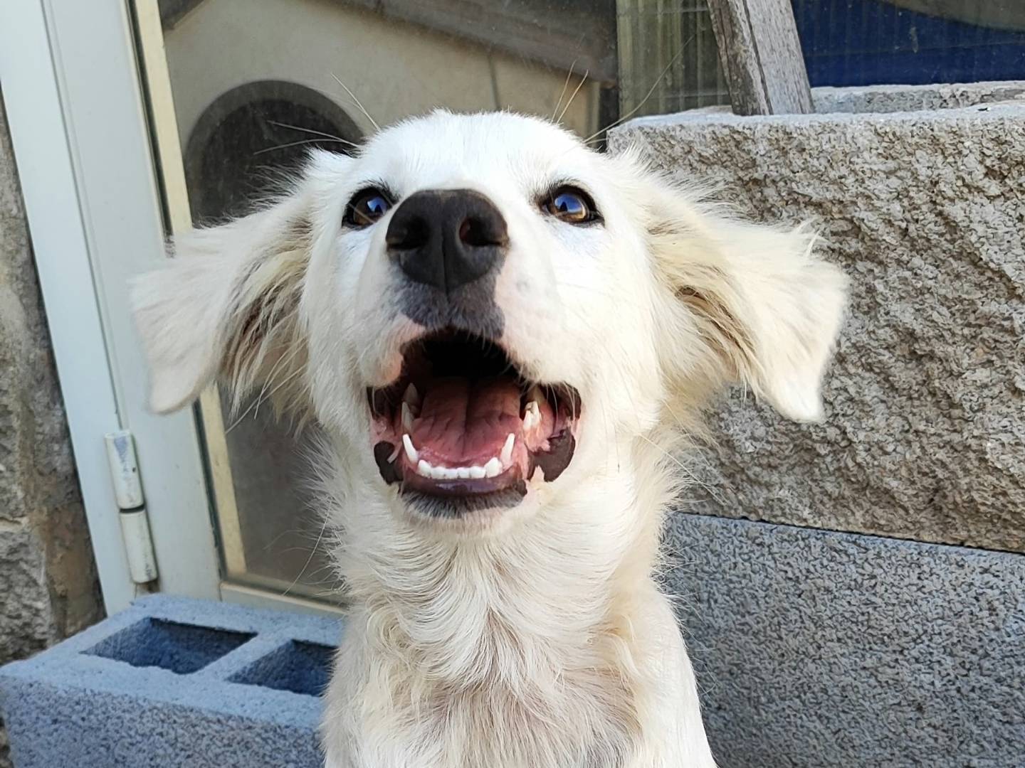 Vuoi adottare un cane a Como?
