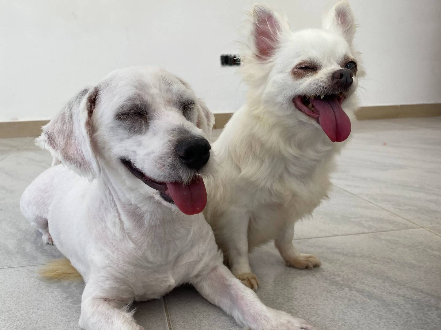 Adotta un cane, maschio, 2 anni , Bari