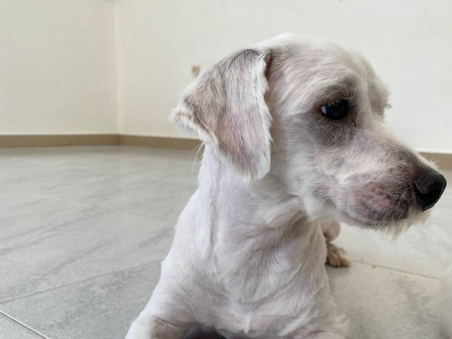 Adotta il cane Oreste a Bari