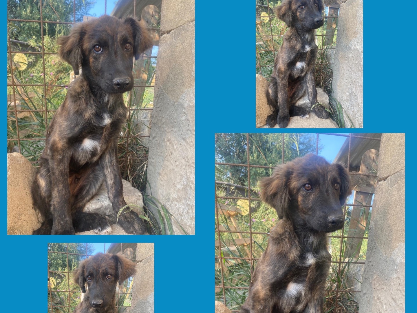 Adotta un cane, maschio, 3 mesi, Catania