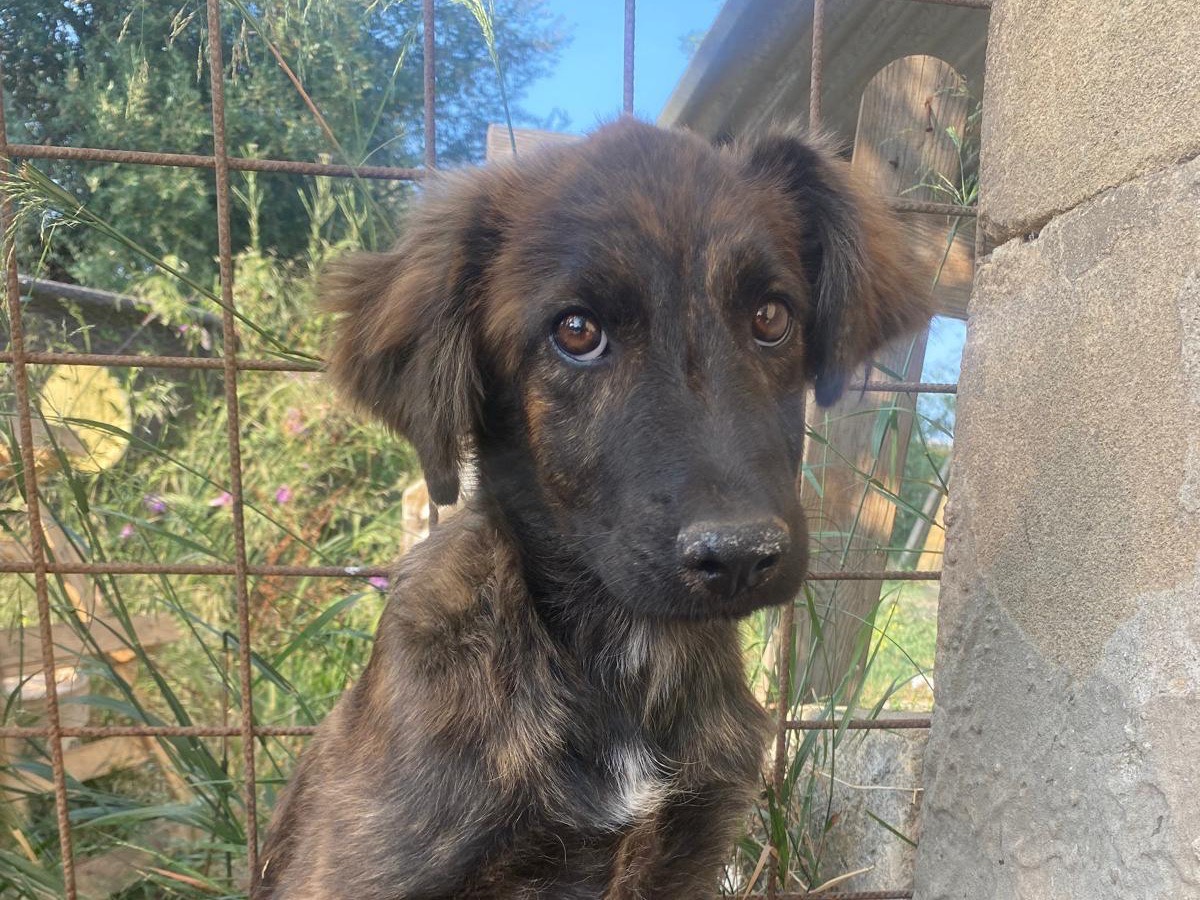 Adotta il cane Bruco a Catania