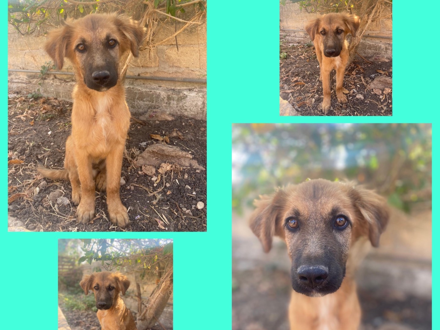 Adotta un cane, maschio, 3 mesi, Catania