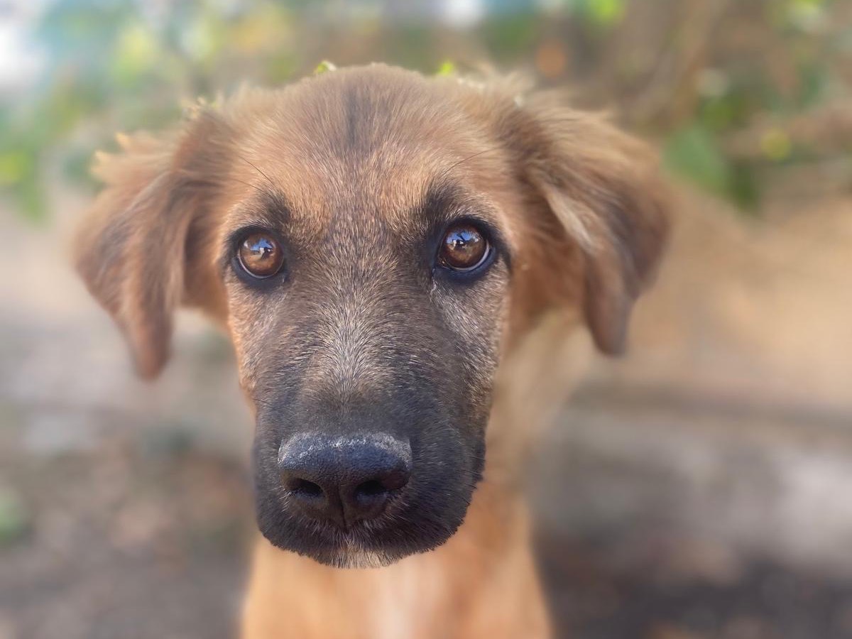 Adotta un cane, taglia media, maschio, Catania
