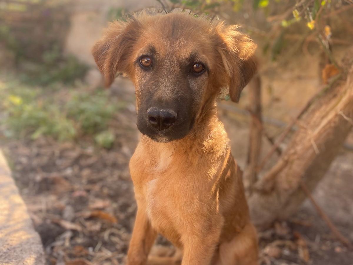 Vuoi adottare un cane a Catania?