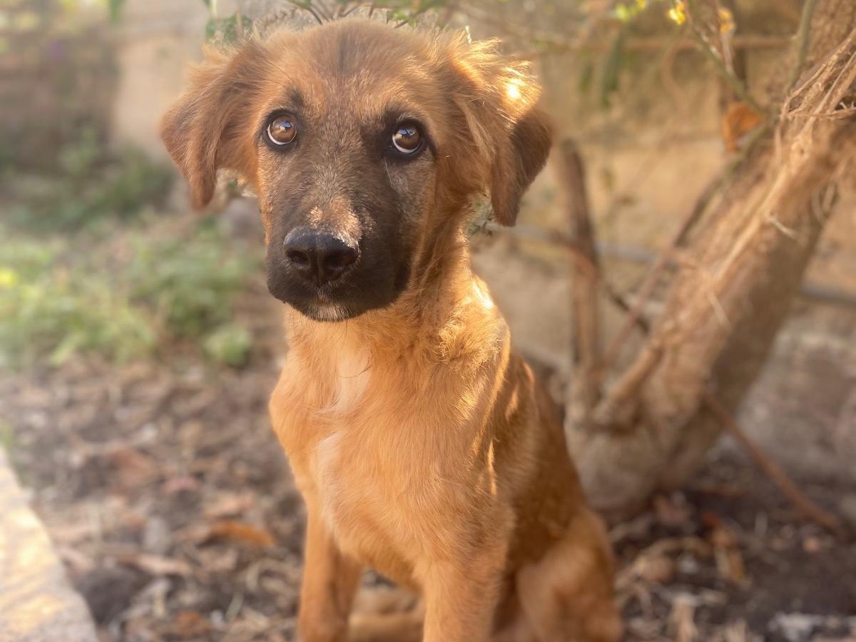 Adotta il cane Icaro a Catania