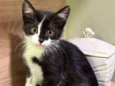 Adozione gatto, femmina, Razza sconosciuta Razza sconosciuta, 3 mesi, taglia non valida, Torino