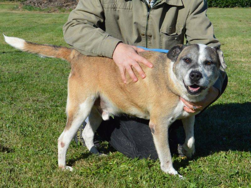 Adozione cane, maschio, Razza sconosciuta Razza sconosciuta, 12 anni e 6 mesi, taglia grande, Roma