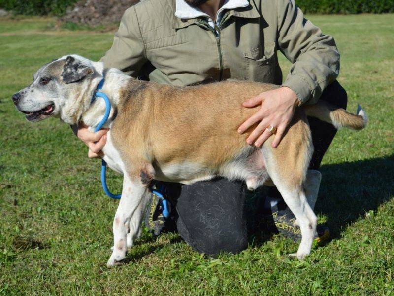 Adotta un cane, maschio, 12 anni e 6 mesi, Roma